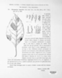 Alternaria amaranthi image